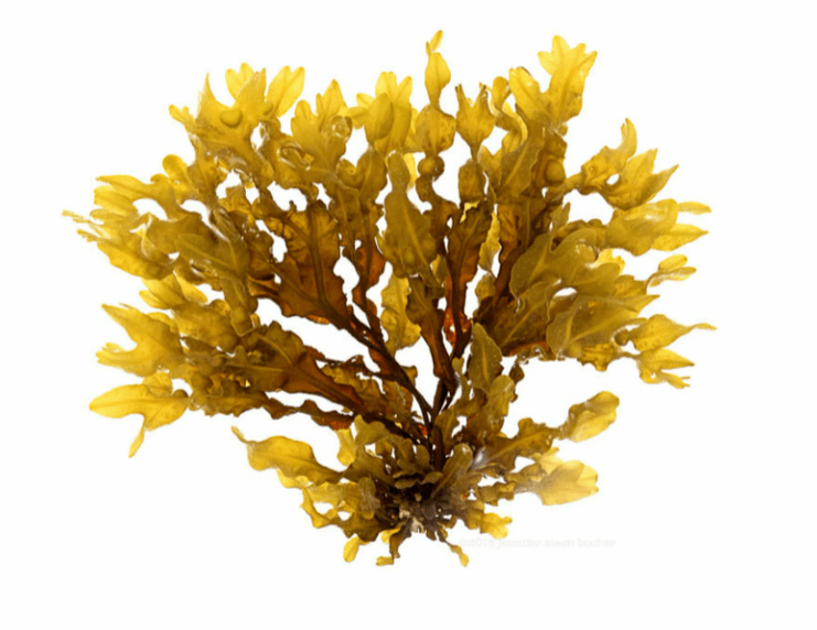 Fucus de vejiga como parte de Inno Gialuron